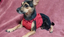 Coco in her fancy lace dress